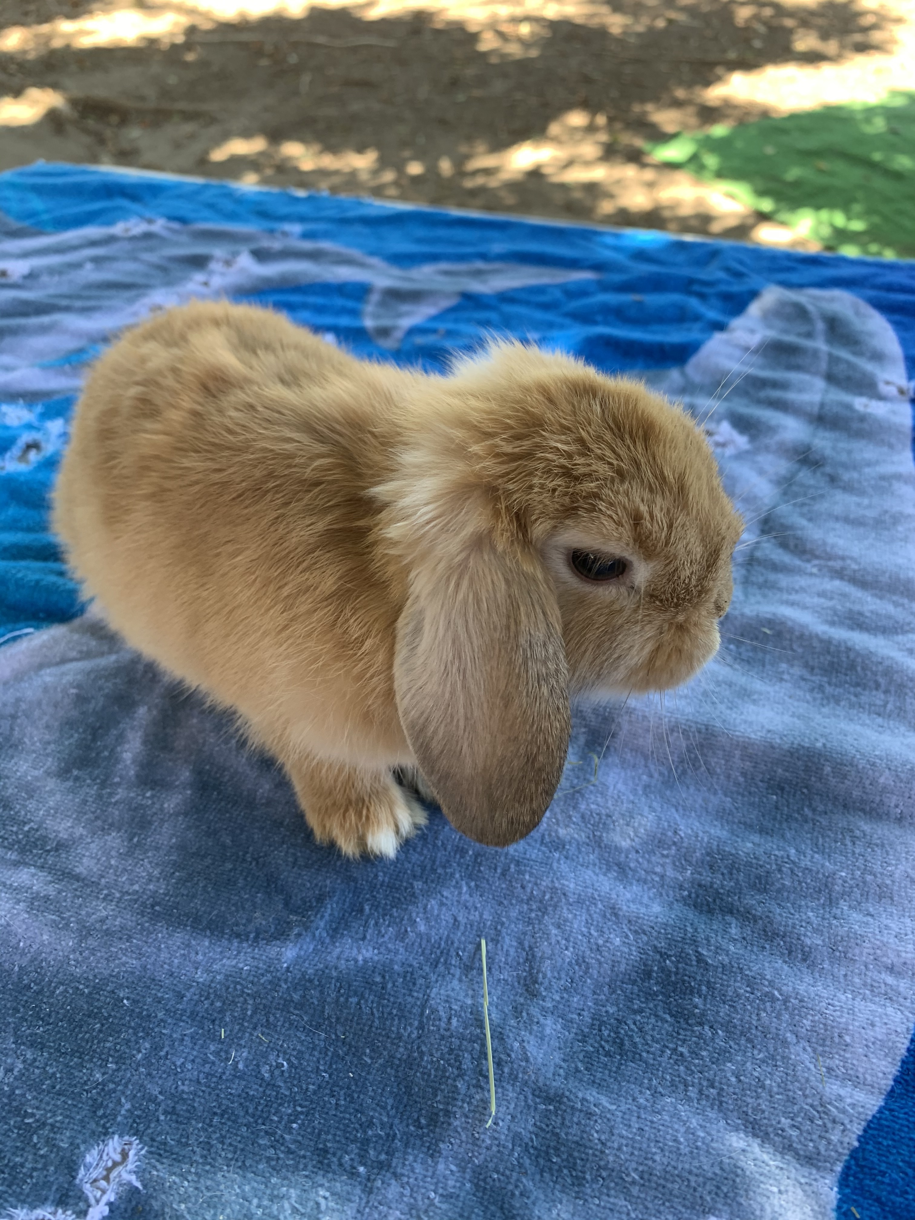 Cadbury