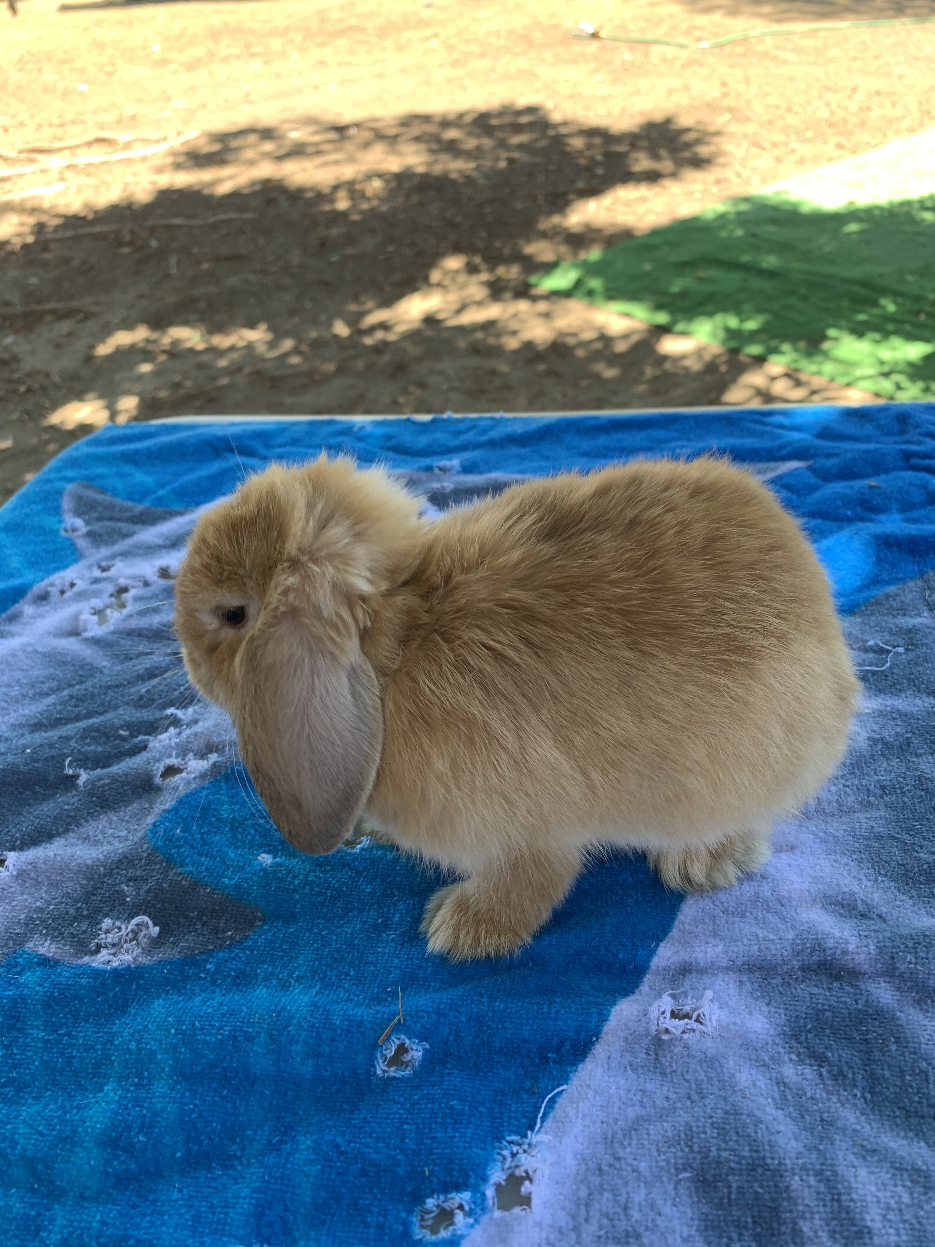 Enlarge Cadbury, a Adoptable mixed breed in Los Angeles, CA image 4/8