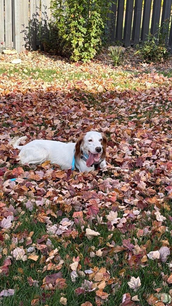 Enlarge Waylon, a Adoptable English Setter in Hilliard, OH image 1/6