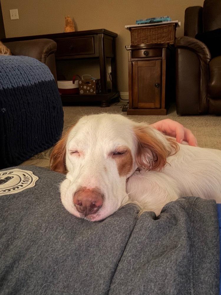 Enlarge Waylon, a Adoptable English Setter in Hilliard, OH image 2/6
