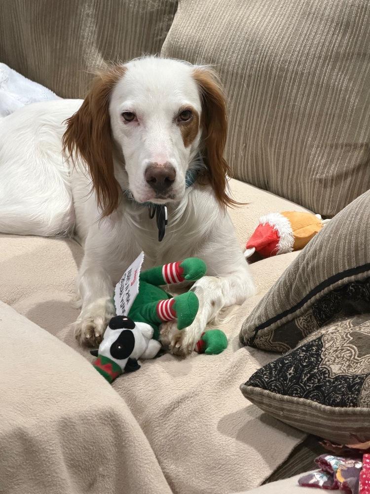 Enlarge Waylon, a Adoptable English Setter in Hilliard, OH image 4/6