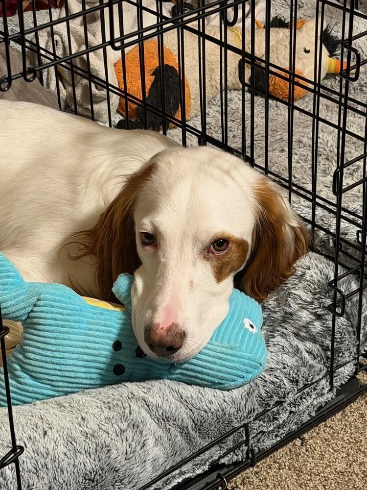 Enlarge Waylon, a Adoptable English Setter in Hilliard, OH image 5/6