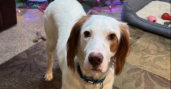 Enlarge Waylon, a Adoptable English Setter in Hilliard, OH image 6/6