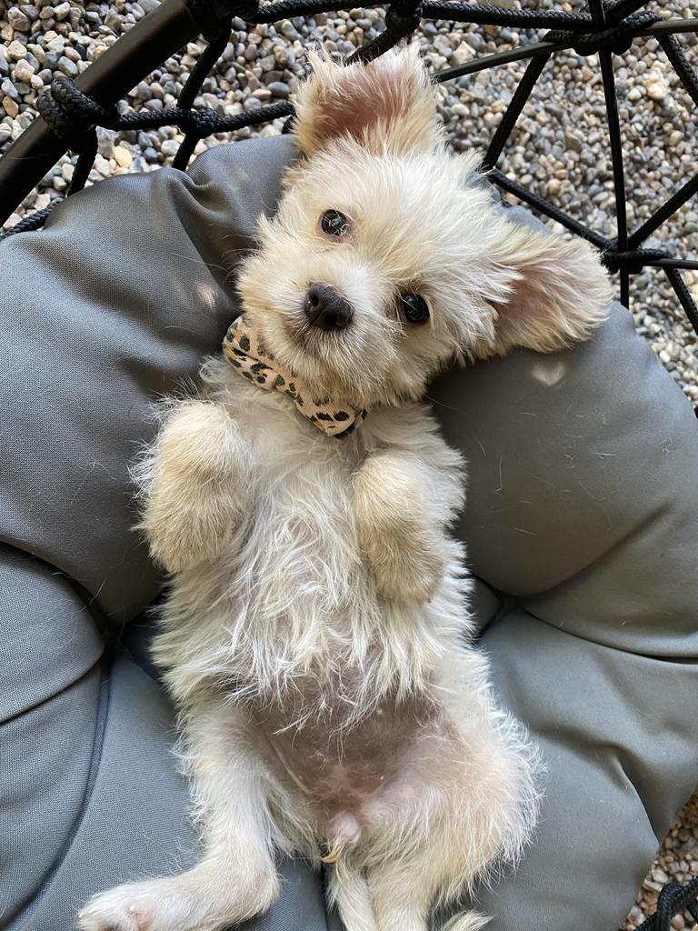 Elsa, Adopted, Adult Female Mixed Breed.