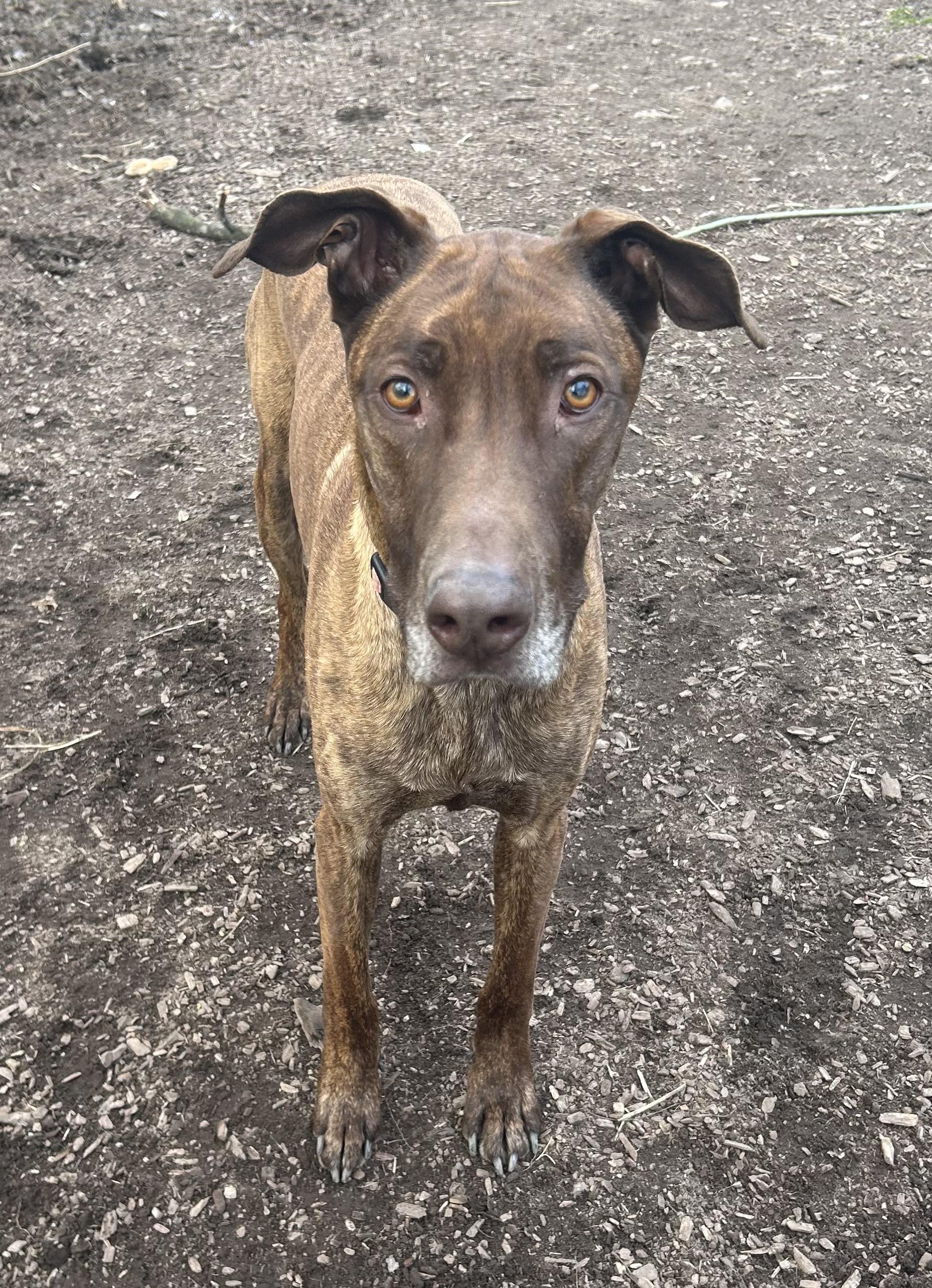Enlarge MutMut , a ADOPTABLE mixed breed in Tyler Hill, PA image 2/2