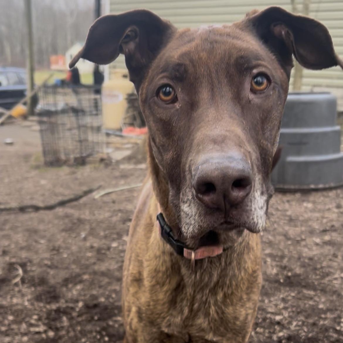 MutMut , ADOPTABLE, Young Male Great Dane & Belgian Shepherd / Malinois.