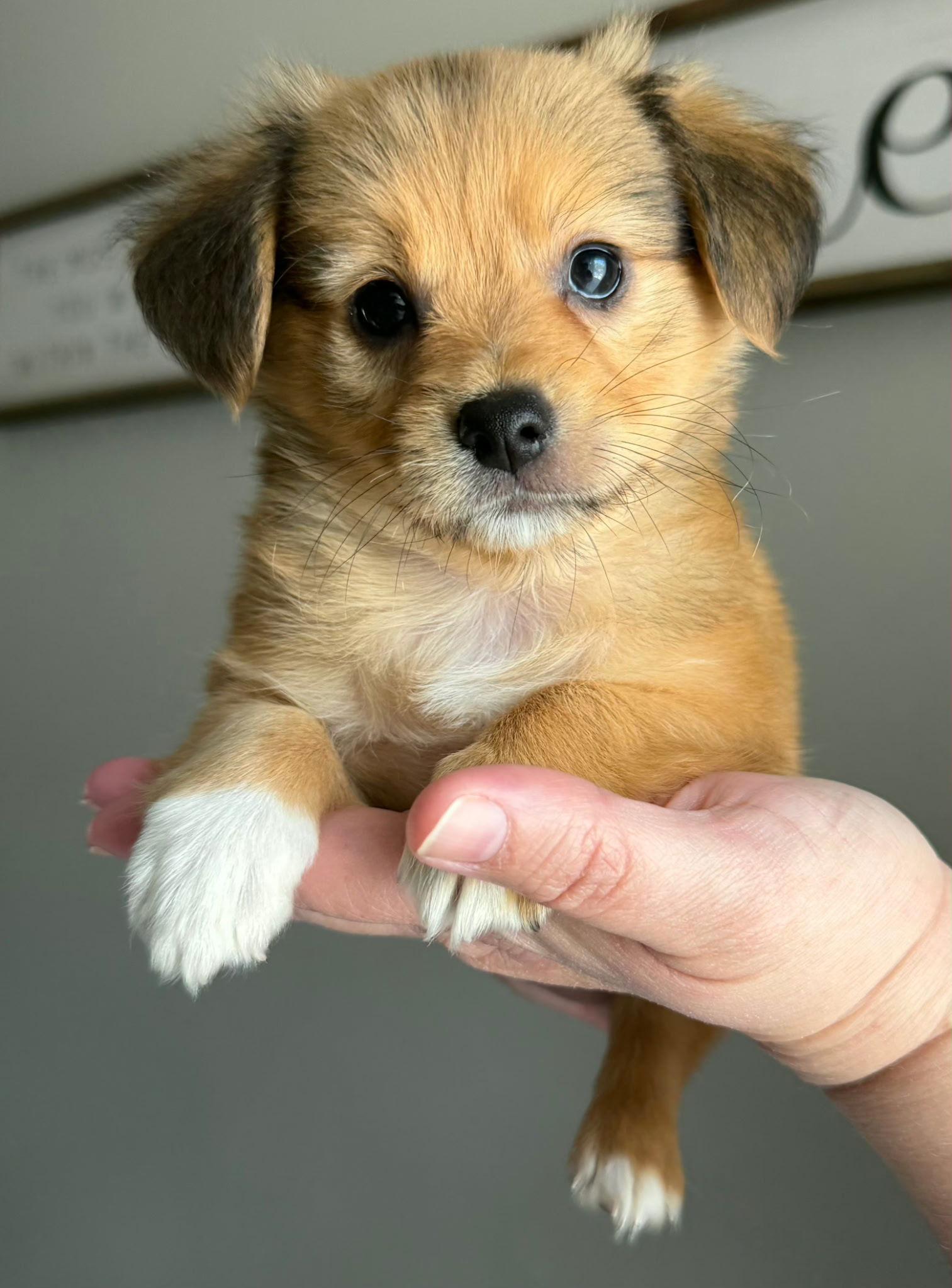 ATLAS - ACCEPTING APPLICATIONS, Adoptable, Puppy Male Chihuahua.