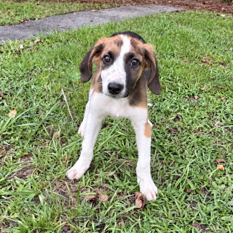Enlarge Bullet, a Adoptable mixed breed in Valdosta, GA image 2/2