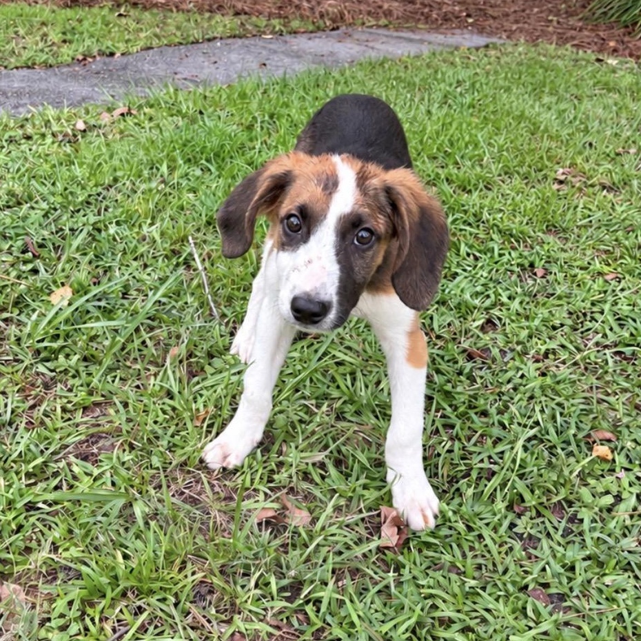Bullet, Adoptable, Puppy Male Hound & Labrador Retriever.