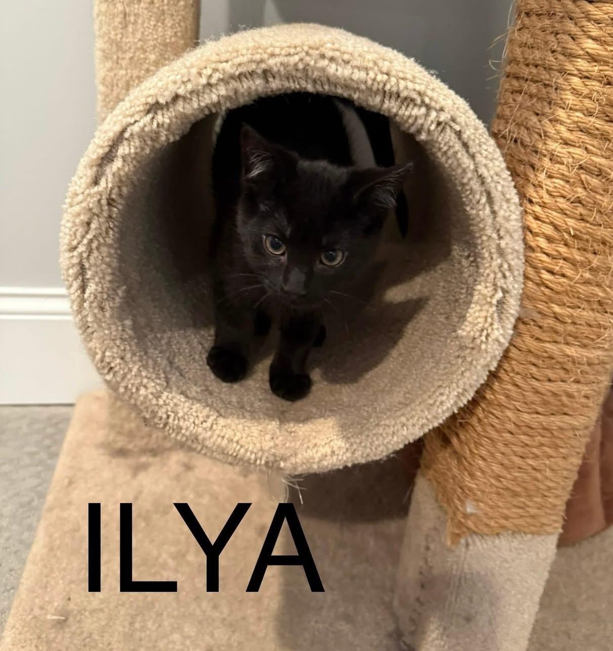 Ilya , Adoptable, Kitten Male Domestic Short Hair.