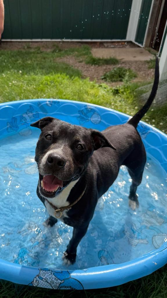Boomer, Adoptable, Adult Male Pit Bull Terrier.