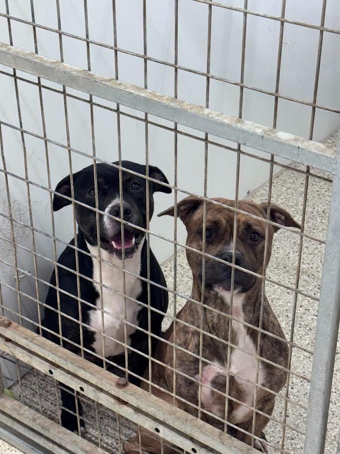 Boomer, Adoptable, Adult Male Pit Bull Terrier.