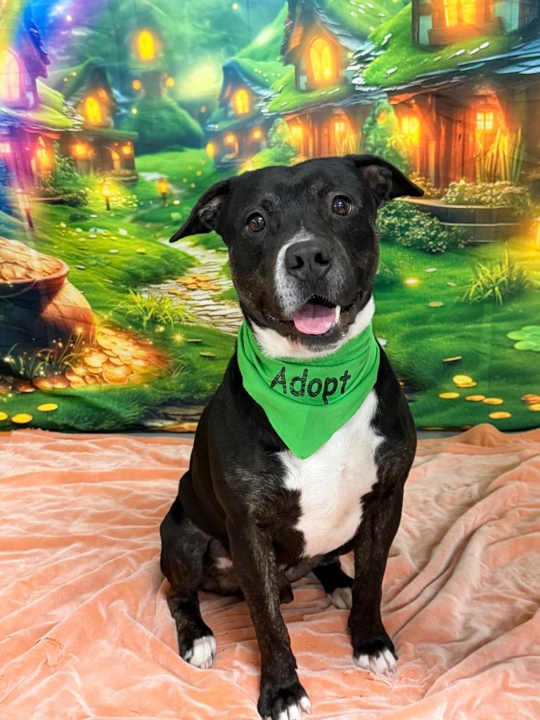 Enlarge Boomer, a Adoptable Pit Bull Terrier in Glenfield, NY image 2/2