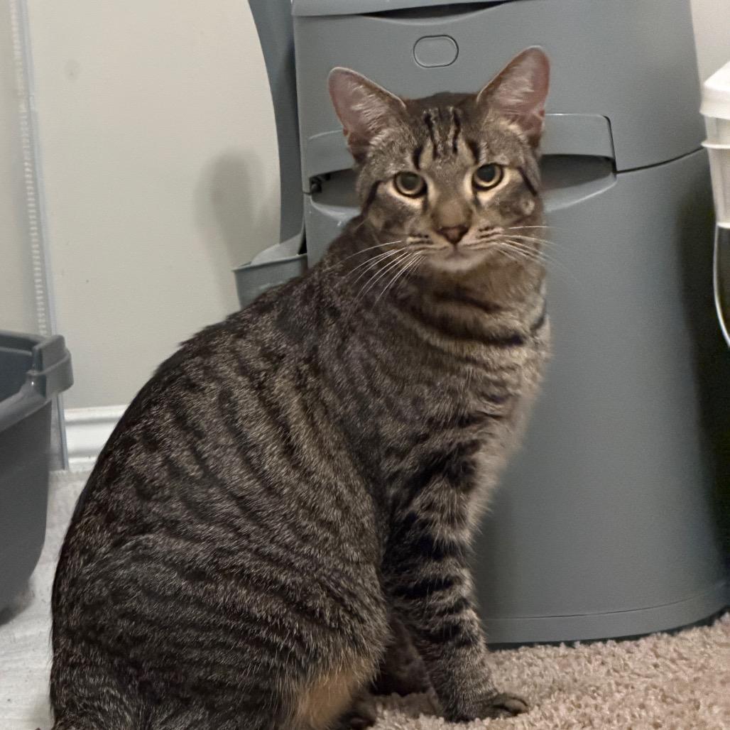 Enlarge Rocky, a Adoptable Domestic Short Hair in Huntsville, AL image 1/3