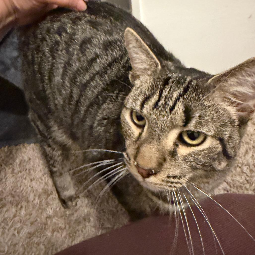 Enlarge Rocky, a Adoptable Domestic Short Hair in Huntsville, AL image 1/2