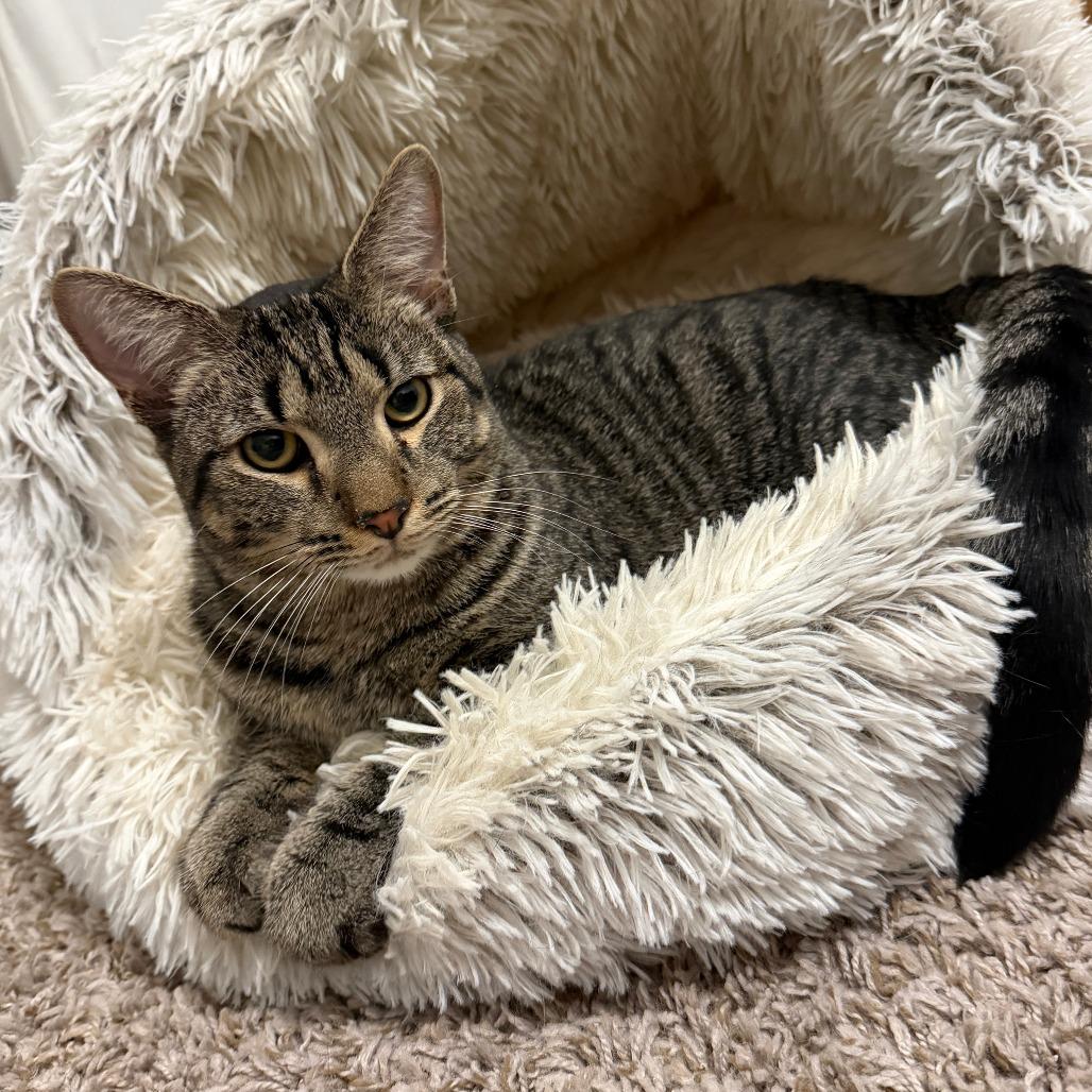 Enlarge Rocky, a Adoptable Domestic Short Hair in Huntsville, AL image 2/3