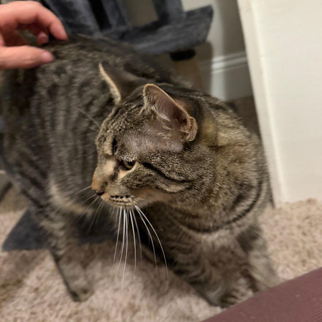 Enlarge Rocky, a Adoptable Domestic Short Hair in Huntsville, AL image 2/2