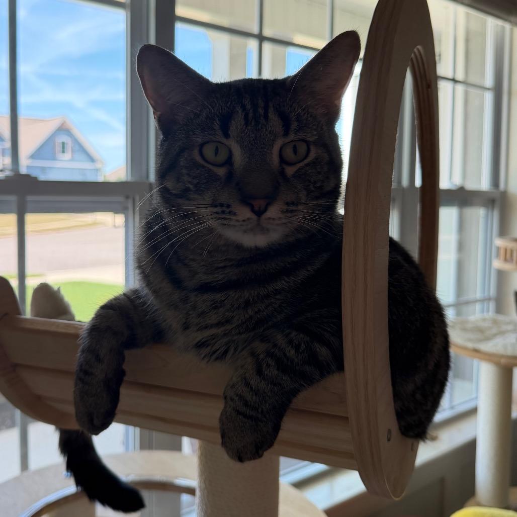 Rocky, a Adoptable Domestic Short Hair in Huntsville, AL image 2/3