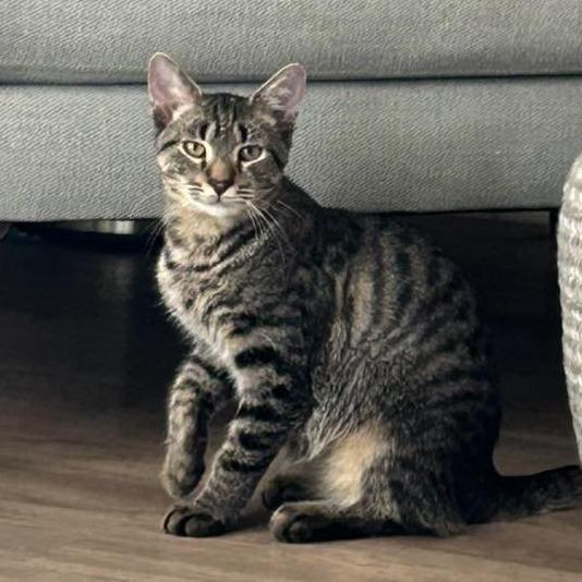 Enlarge Rocky, a Adoptable Domestic Short Hair in Huntsville, AL image 1/2