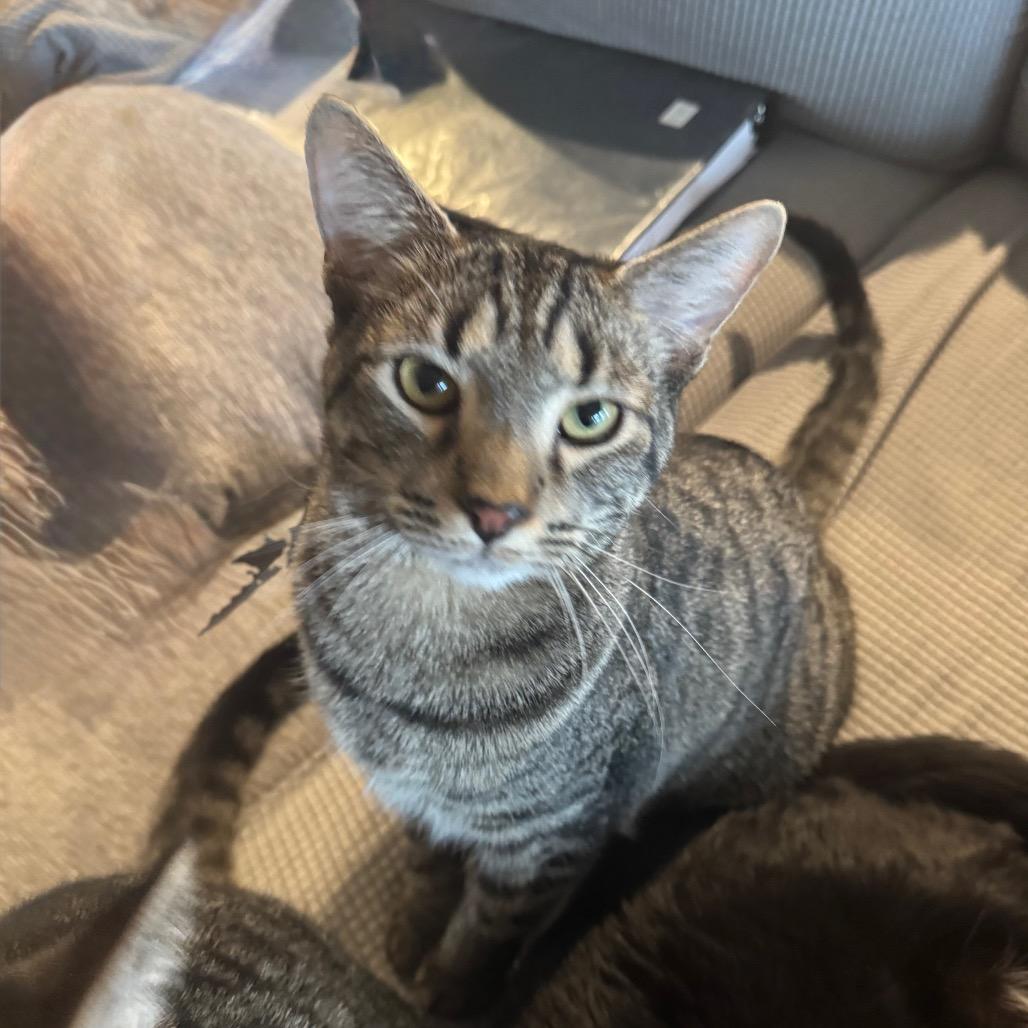 Enlarge Rocky, a Adoptable Domestic Short Hair in Huntsville, AL image 2/2