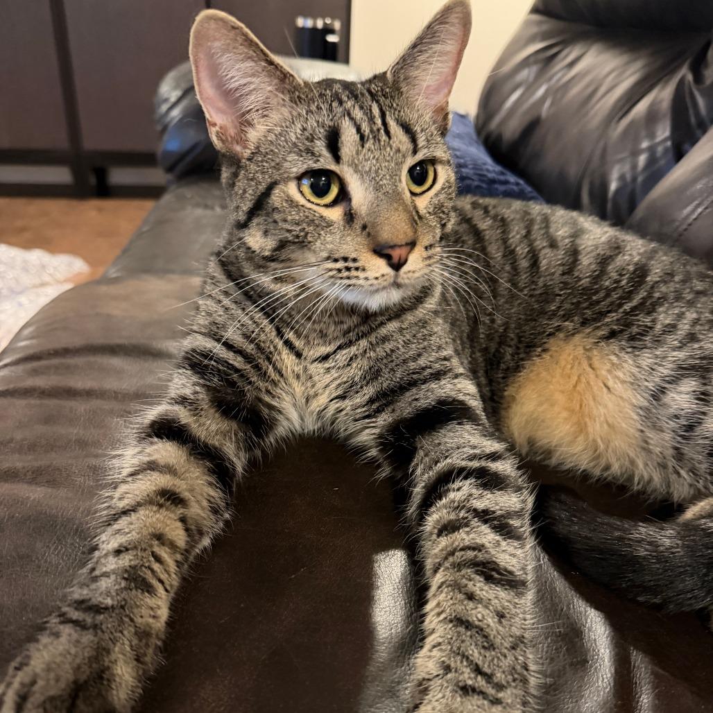 Enlarge Rocky, a Adoptable Domestic Short Hair in Huntsville, AL image 2/3