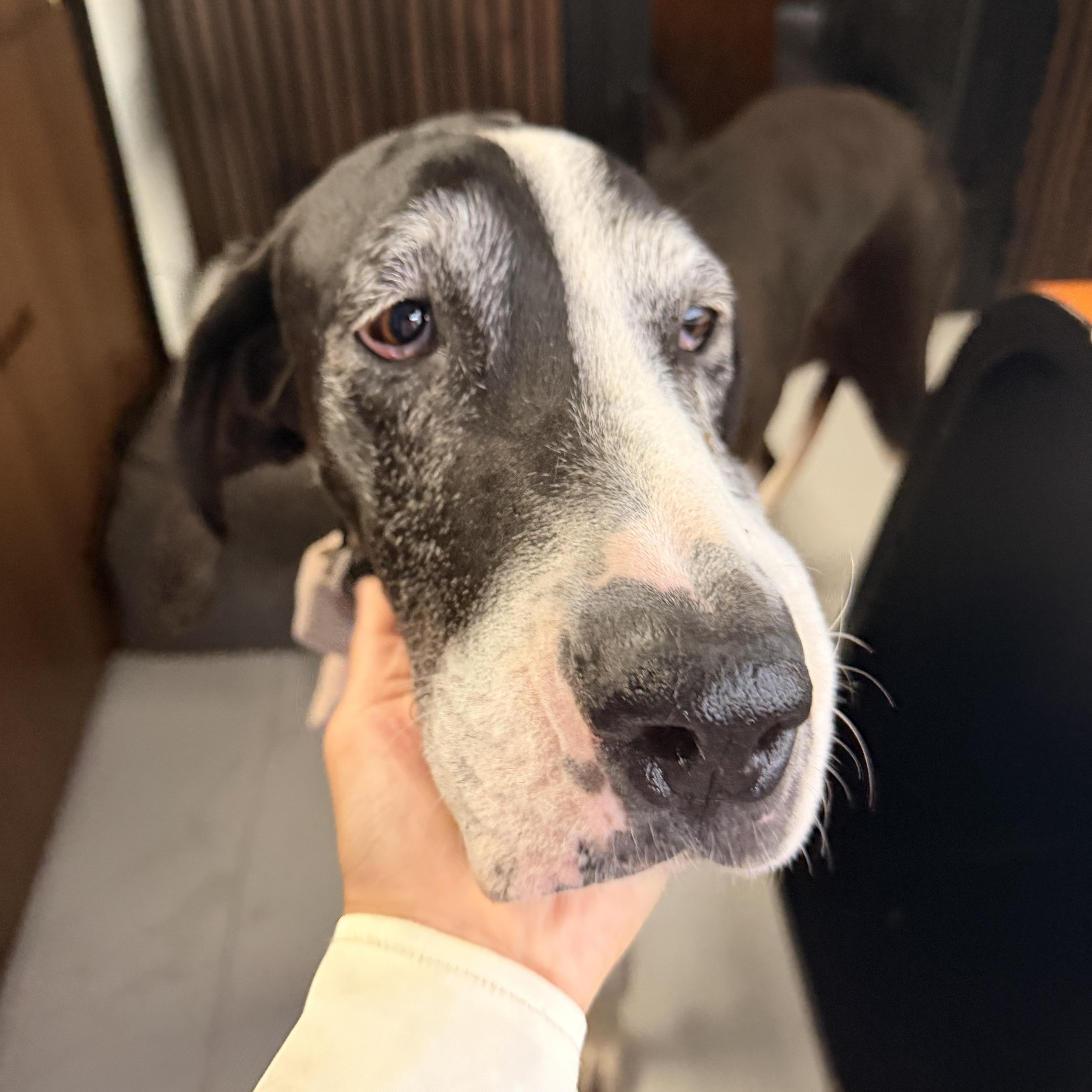 Dora, a ADOPTABLE Great Dane in Long Beach, CA image 1/2