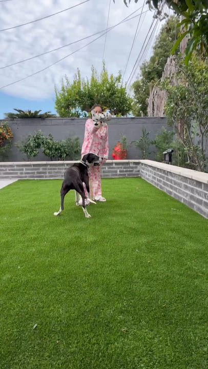 Enlarge Dora, a ADOPTABLE Great Dane in Long Beach, CA video 2/2