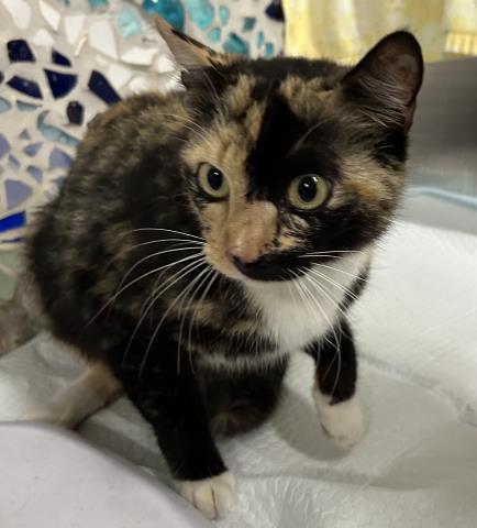 Enlarge TORTELLINI, a Adoptable Domestic Short Hair in Pensacola, FL image 1/1