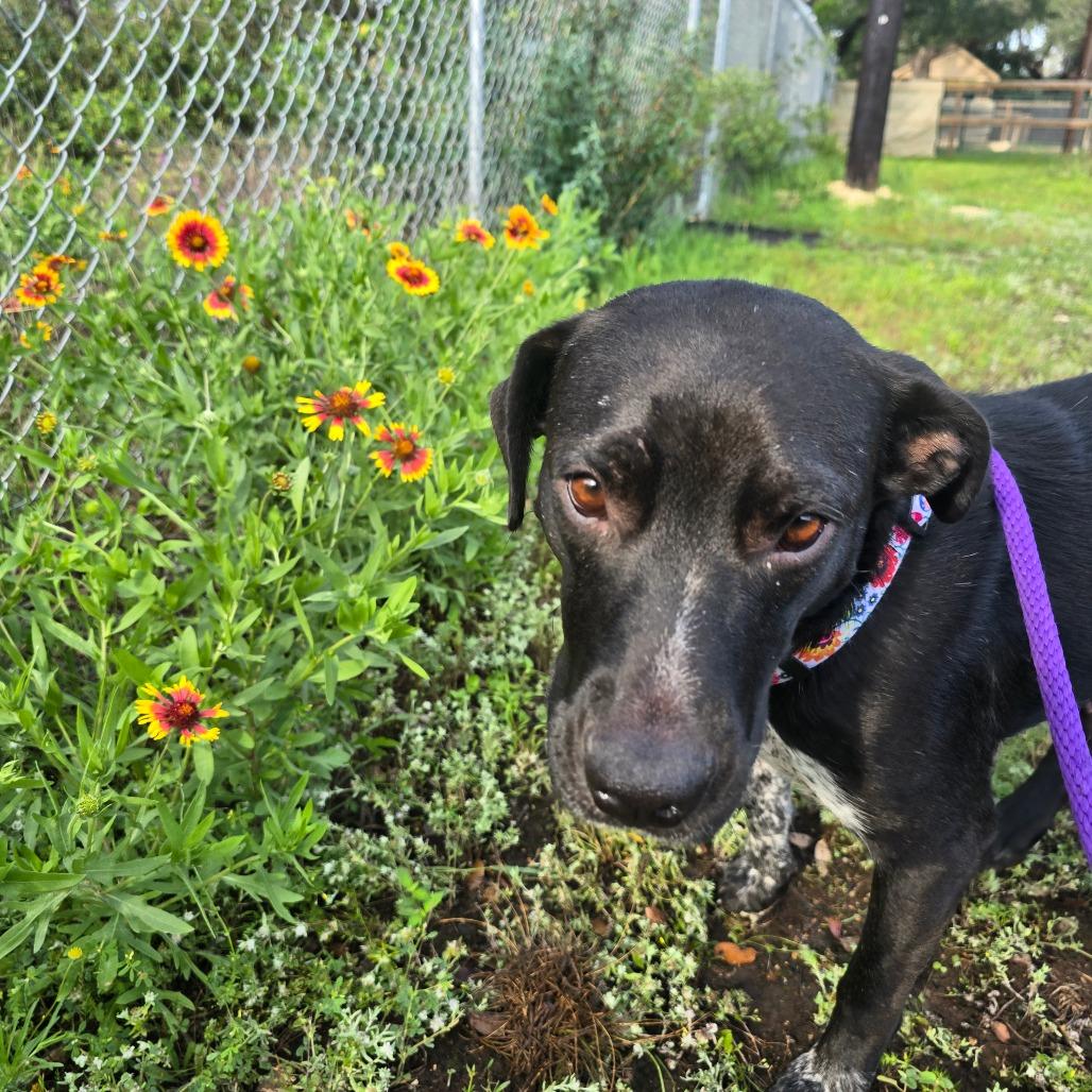 Juni, Adoptable, Adult Female Labrador Retriever.