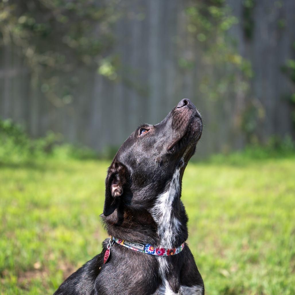 Enlarge Juni, a Adoptable mixed breed in Wimberley, TX image 2/6