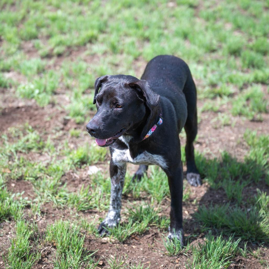 Enlarge Juni, a Adoptable mixed breed in Wimberley, TX image 3/6