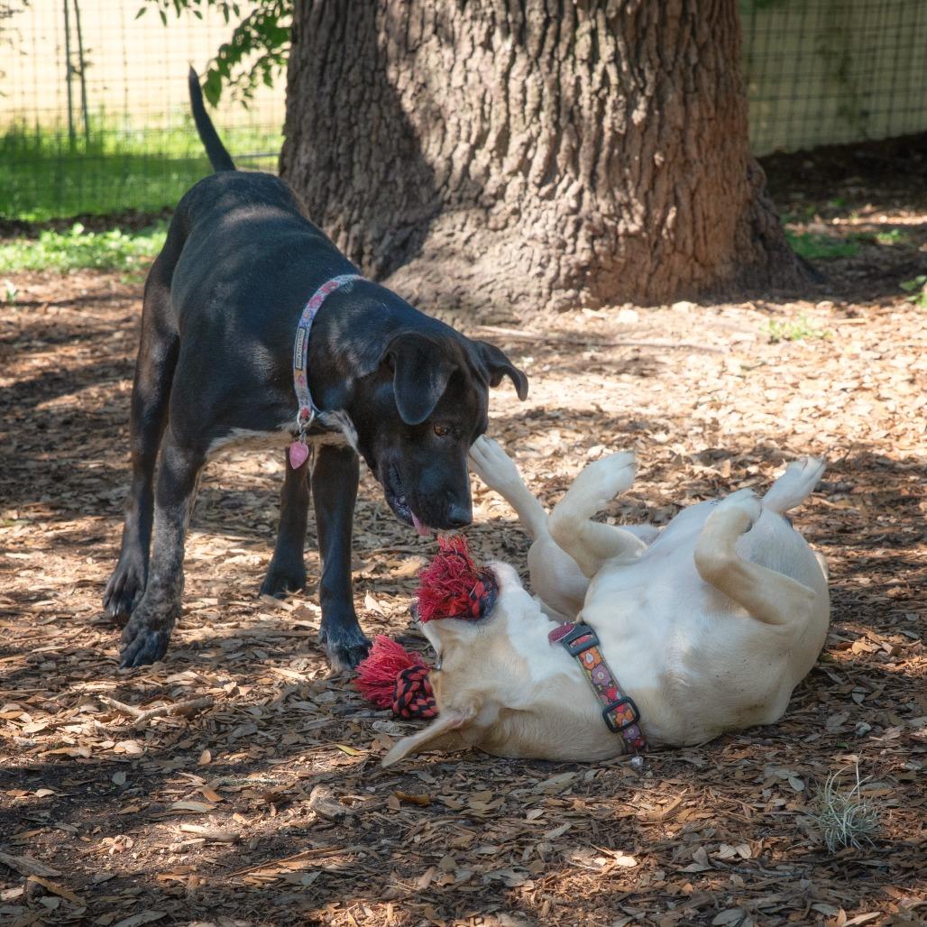 Juni, a Adoptable mixed breed in Wimberley, TX image 3/6
