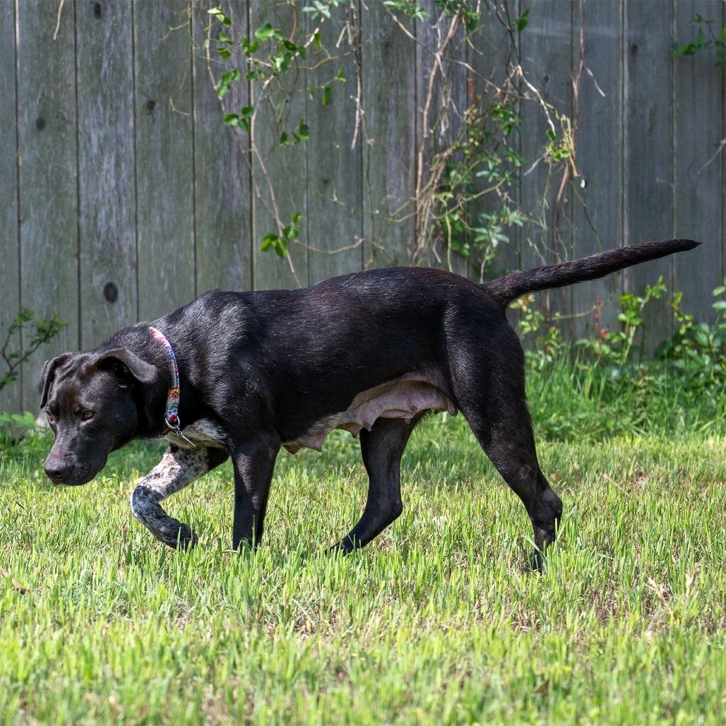 Enlarge Juni, a Adoptable mixed breed in Wimberley, TX image 4/6