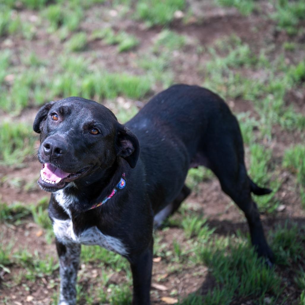 Enlarge Juni, a Adoptable mixed breed in Wimberley, TX image 5/6