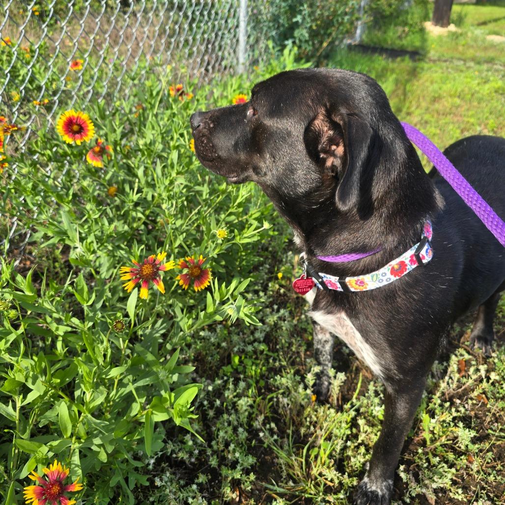 Enlarge Juni, a Adoptable mixed breed in Wimberley, TX image 6/6