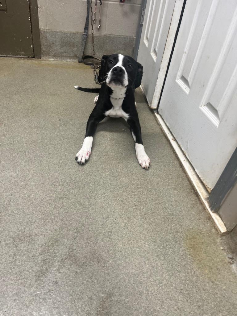 Finn, a Adoptable mixed breed in Hopkinsville, KY image 1/6