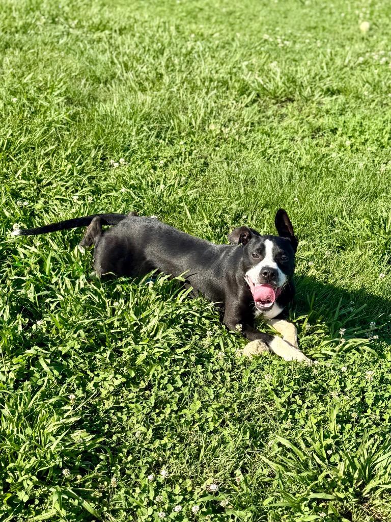 Finn, a Adoptable mixed breed in Hopkinsville, KY image 2/6