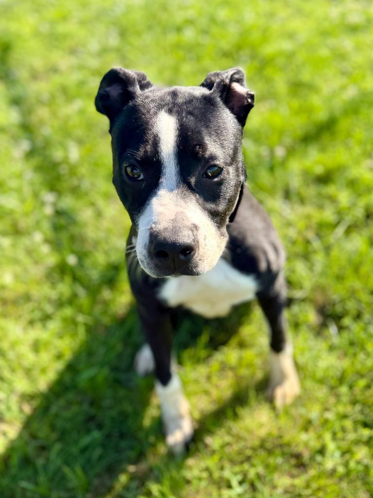 Finn, a Adoptable mixed breed in Hopkinsville, KY image 3/6