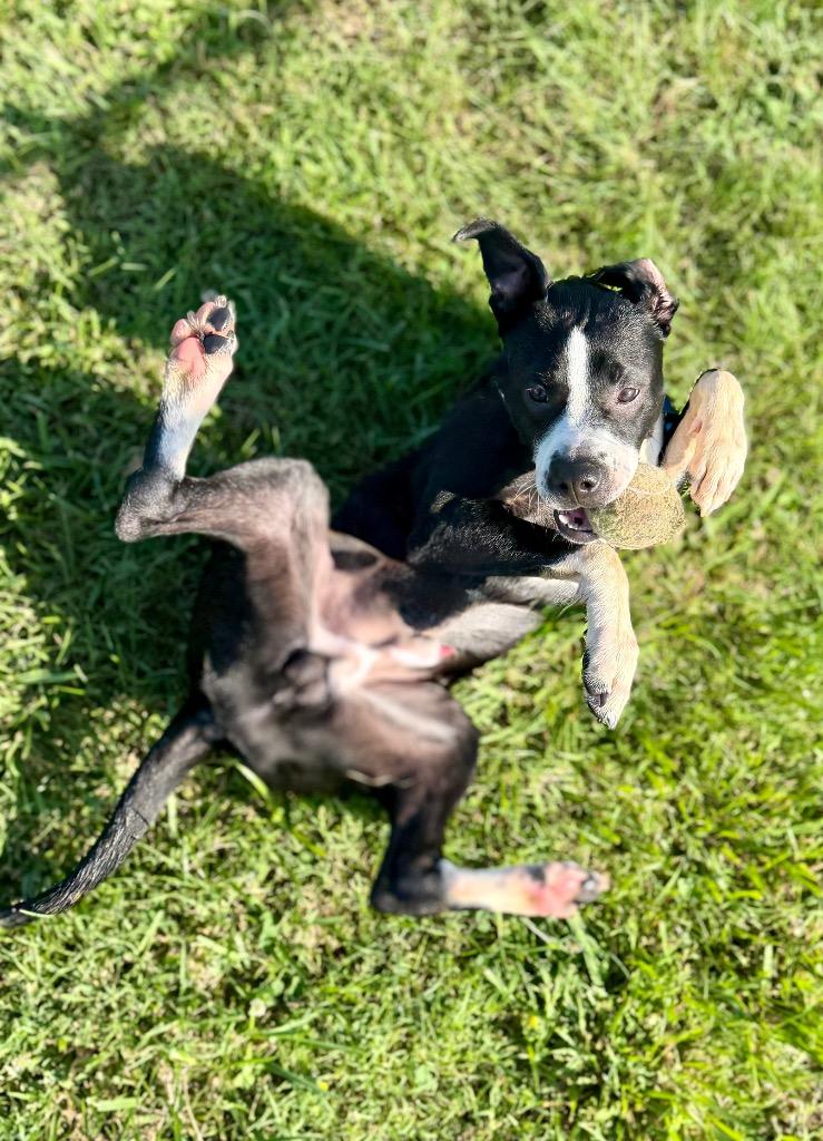 Finn, a Adoptable mixed breed in Hopkinsville, KY image 4/6