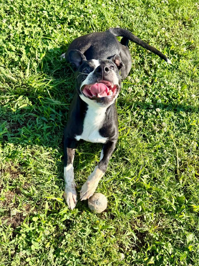 Finn, a Adoptable mixed breed in Hopkinsville, KY image 6/6