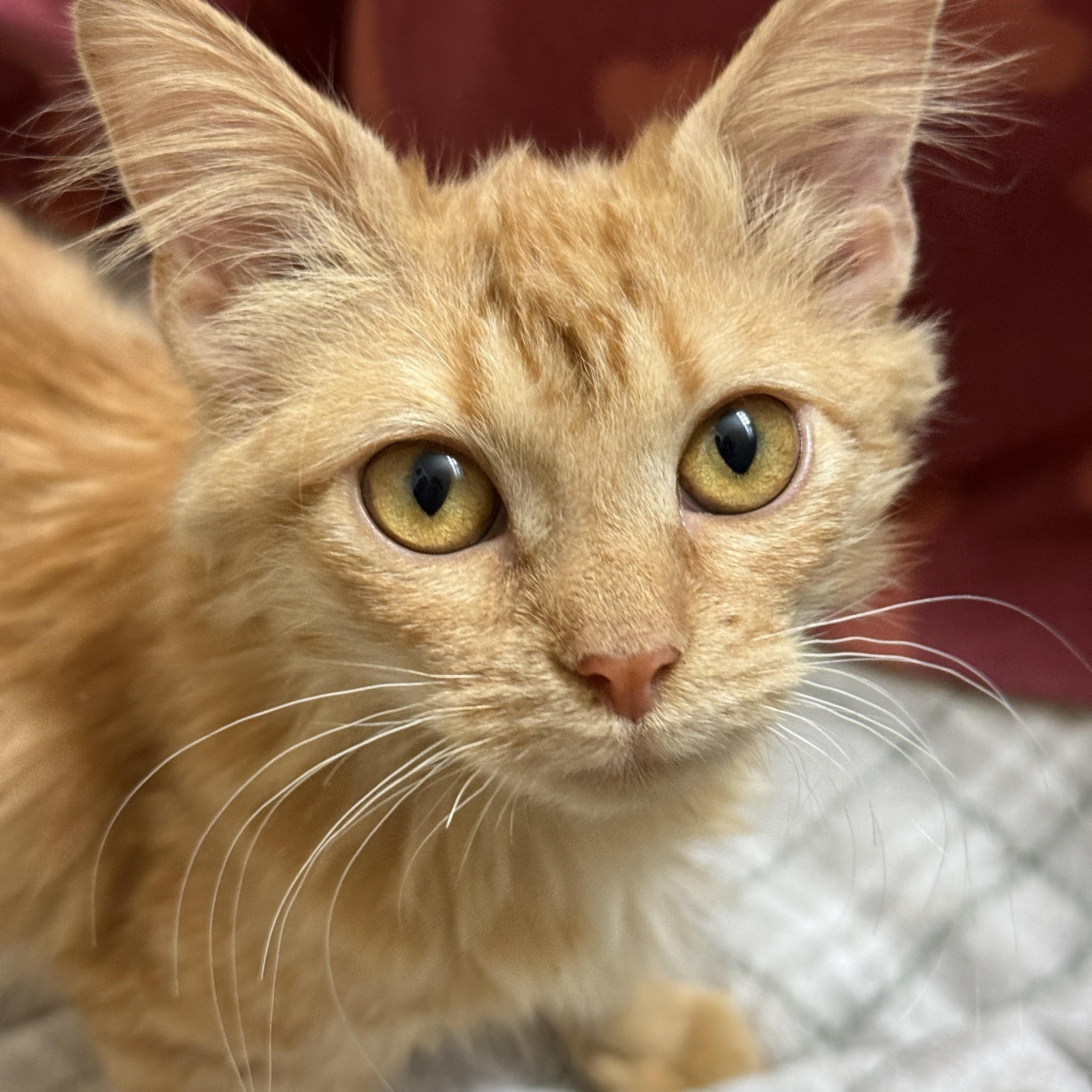 Enlarge Plum Pudding, an adopted Domestic Medium Hair in Alexandria, VA image 1/6