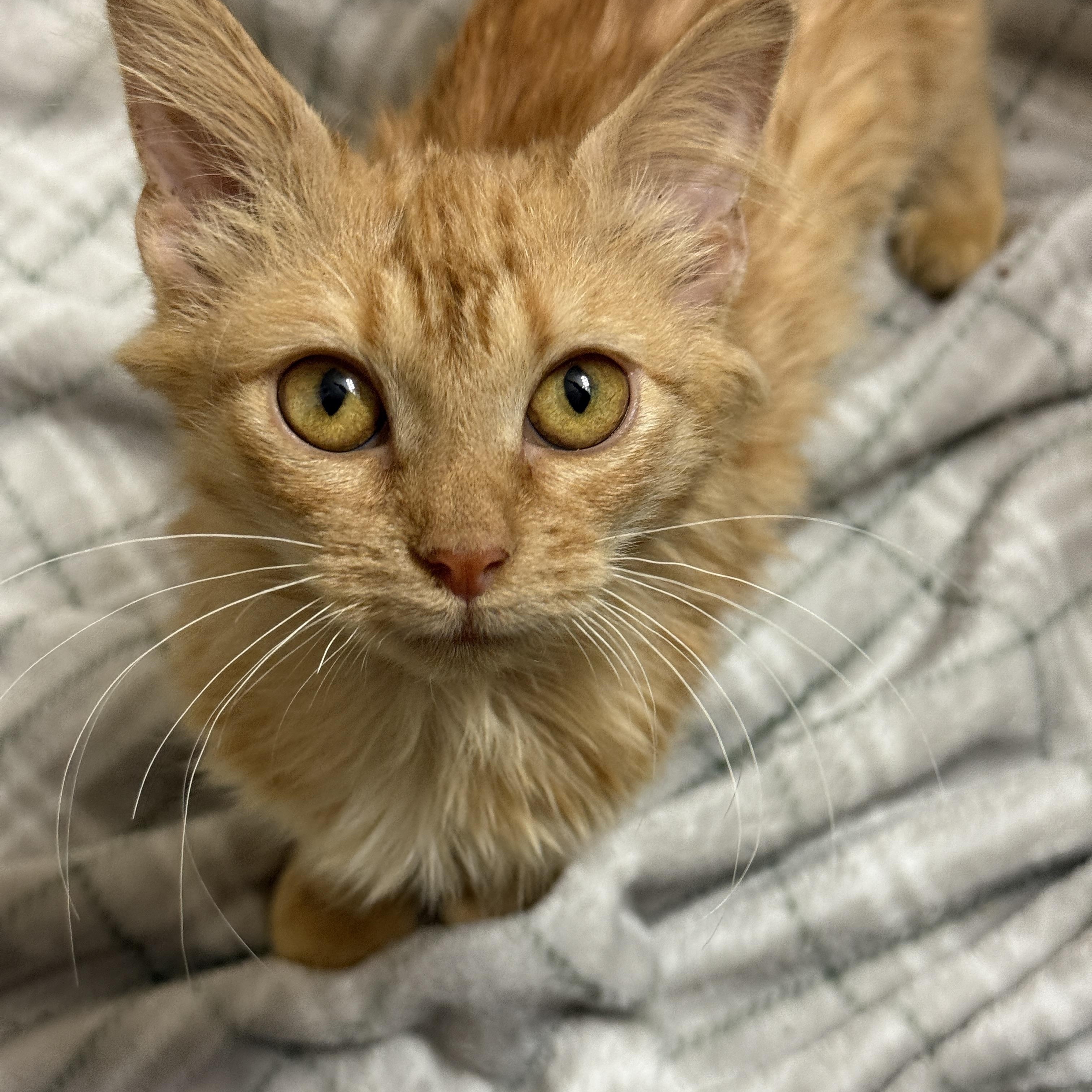 Enlarge Plum Pudding, an adopted Domestic Medium Hair in Alexandria, VA image 2/6
