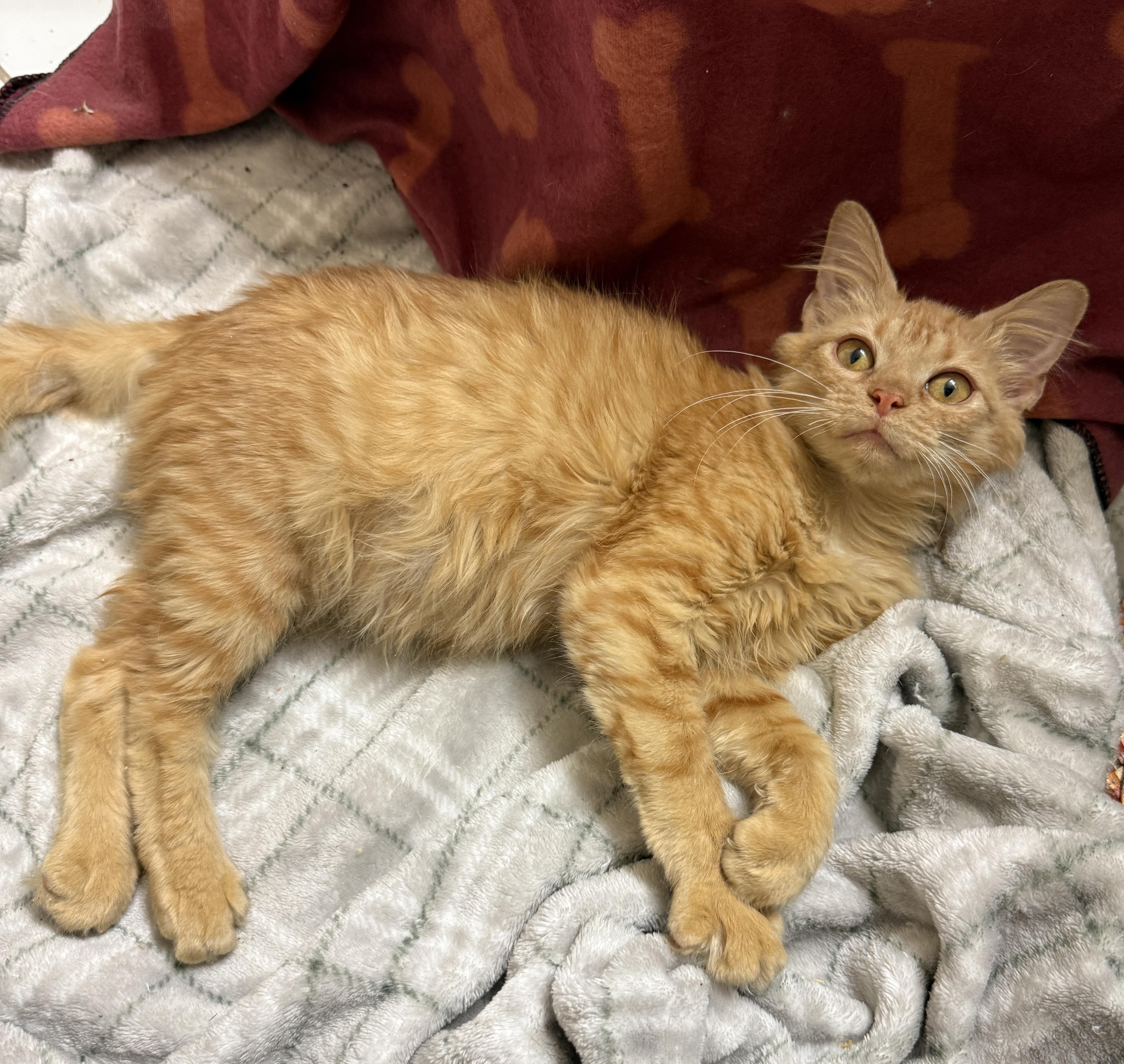 Enlarge Plum Pudding, an adopted Domestic Medium Hair in Alexandria, VA image 3/6