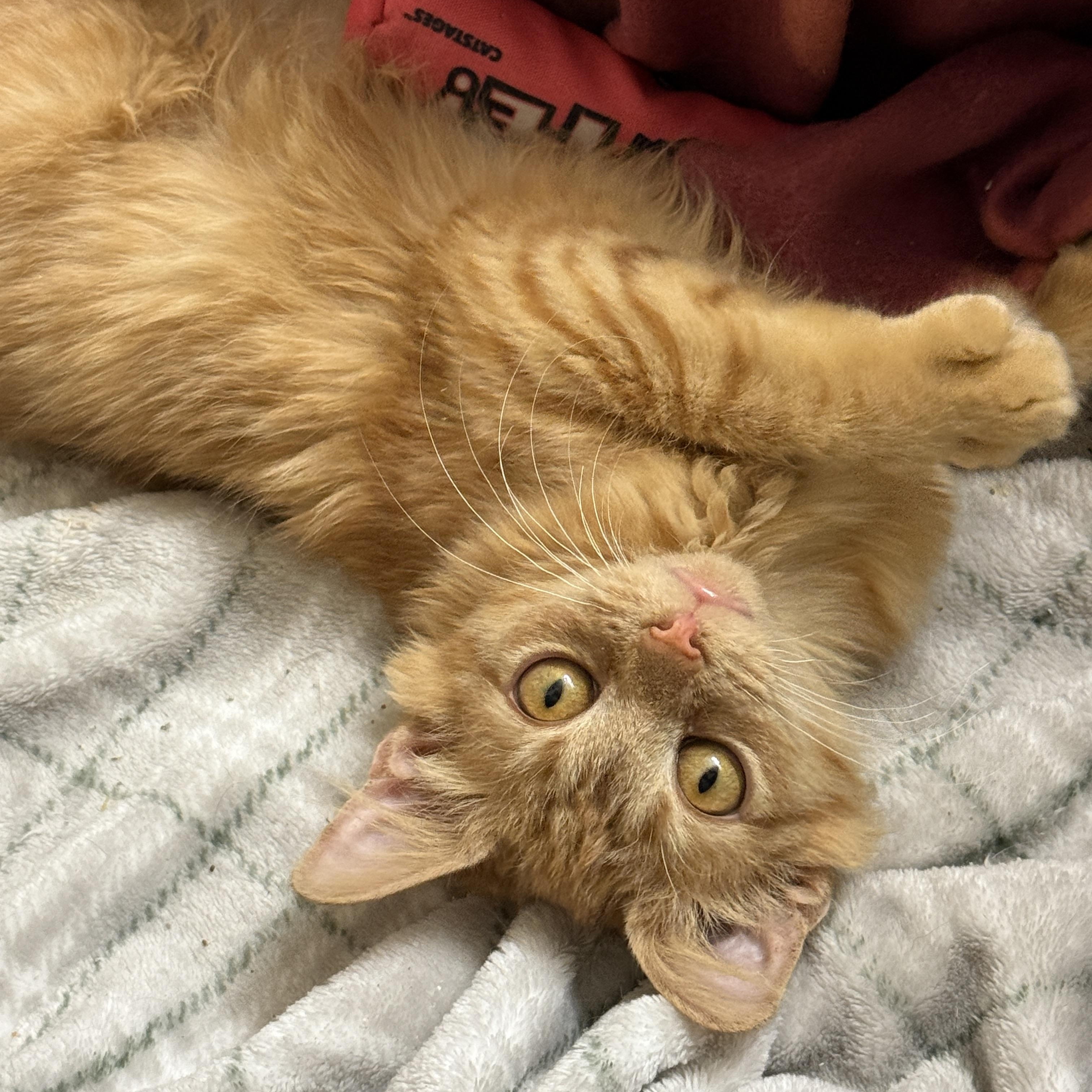 Enlarge Plum Pudding, an adopted Domestic Medium Hair in Alexandria, VA image 4/6