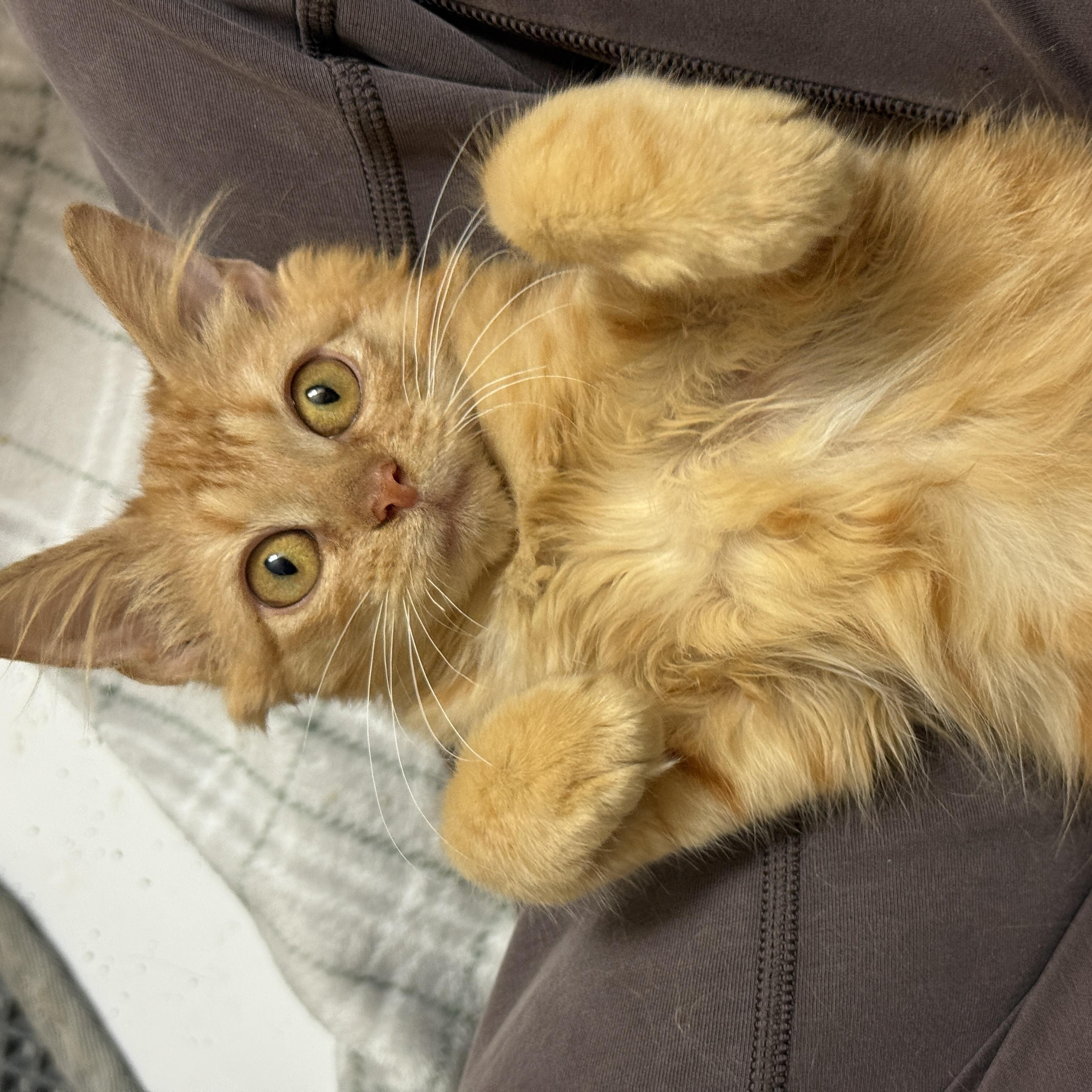 Enlarge Plum Pudding, an adopted Domestic Medium Hair in Alexandria, VA image 5/6