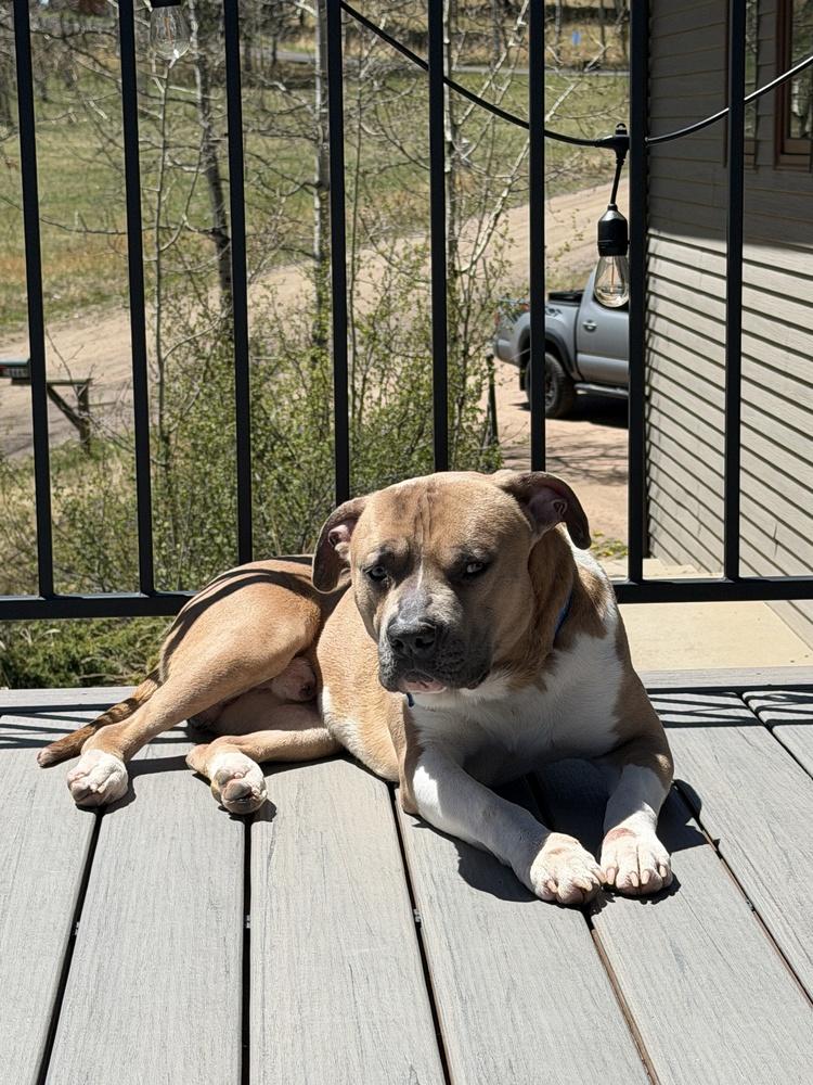 BUGS, Adoptable, Adult Male Pit Bull Terrier.
