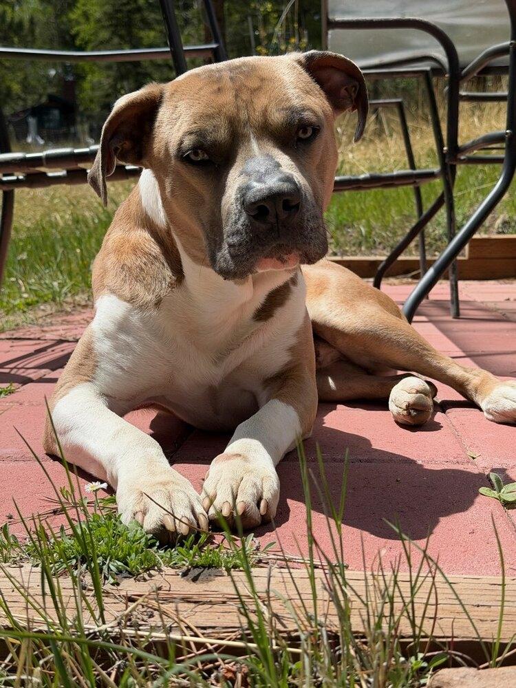Enlarge BUGS, a Adoptable mixed breed in Broomfield, CO image 4/5