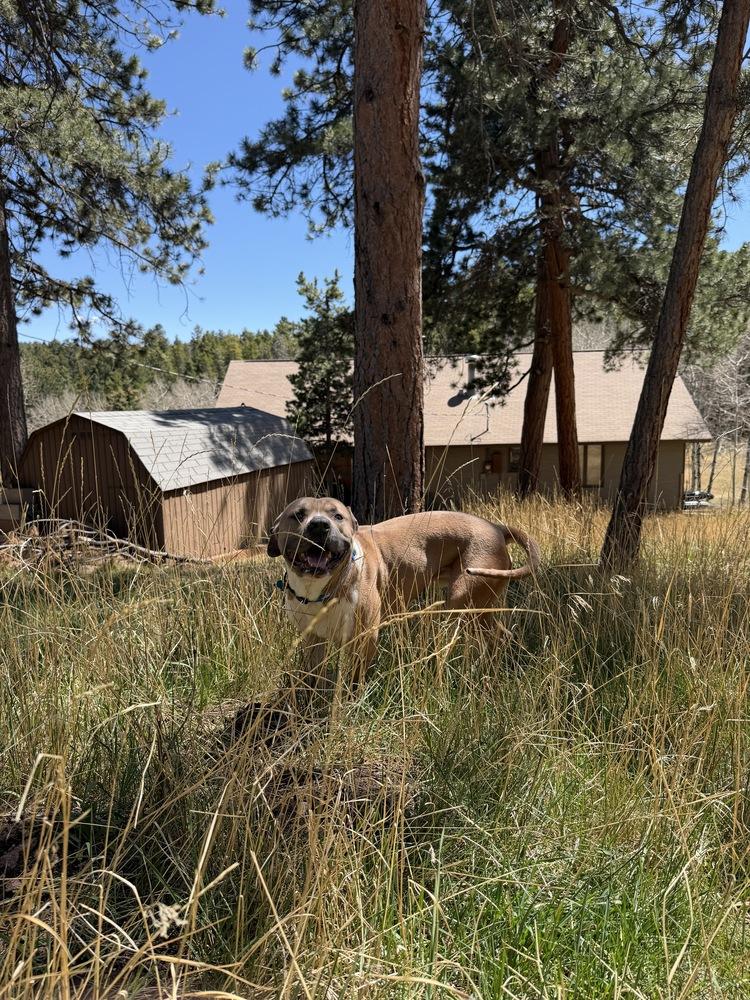 Enlarge BUGS, a Adoptable mixed breed in Broomfield, CO image 5/5