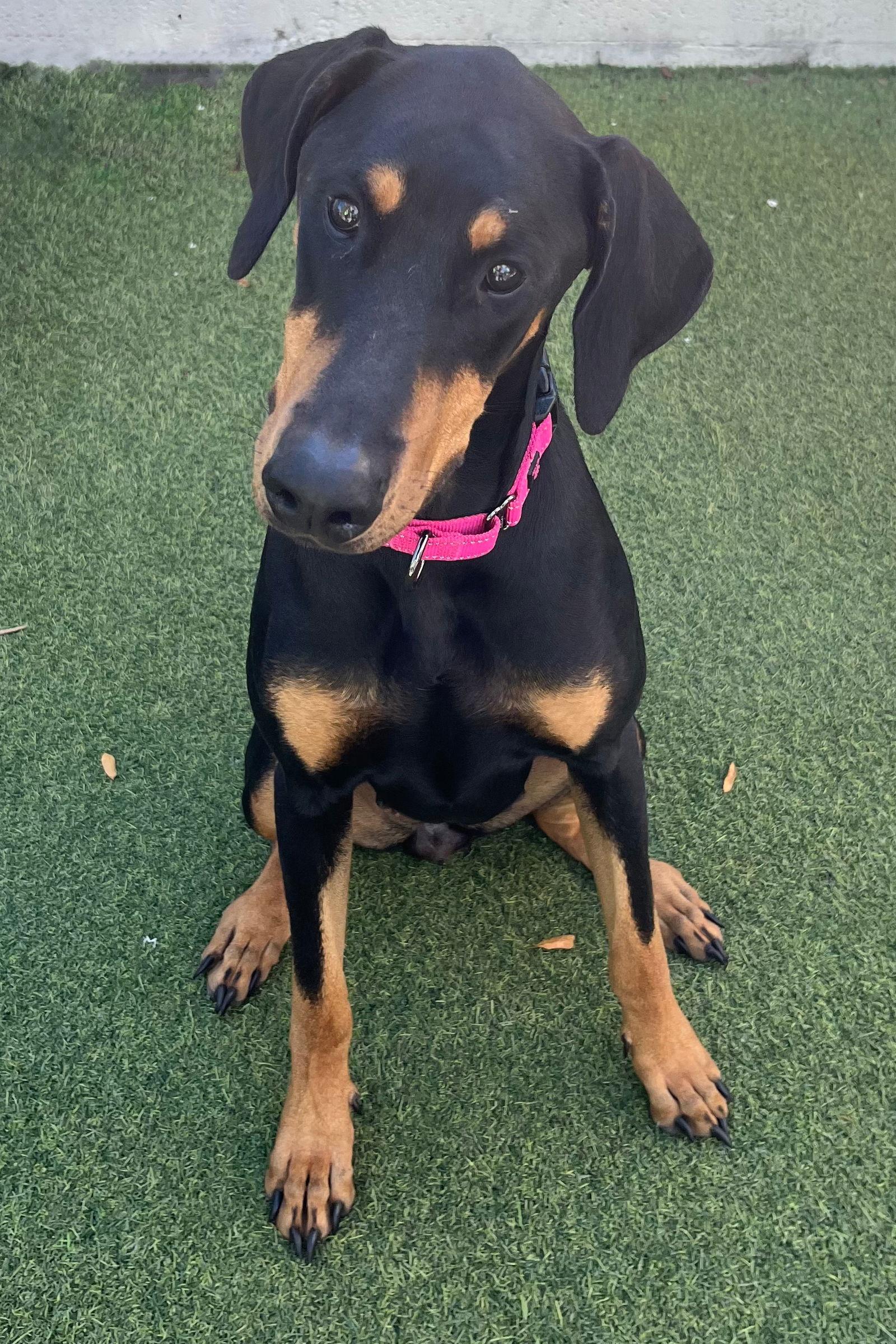 Piper 3493, Adoptable, Young Female Doberman Pinscher.