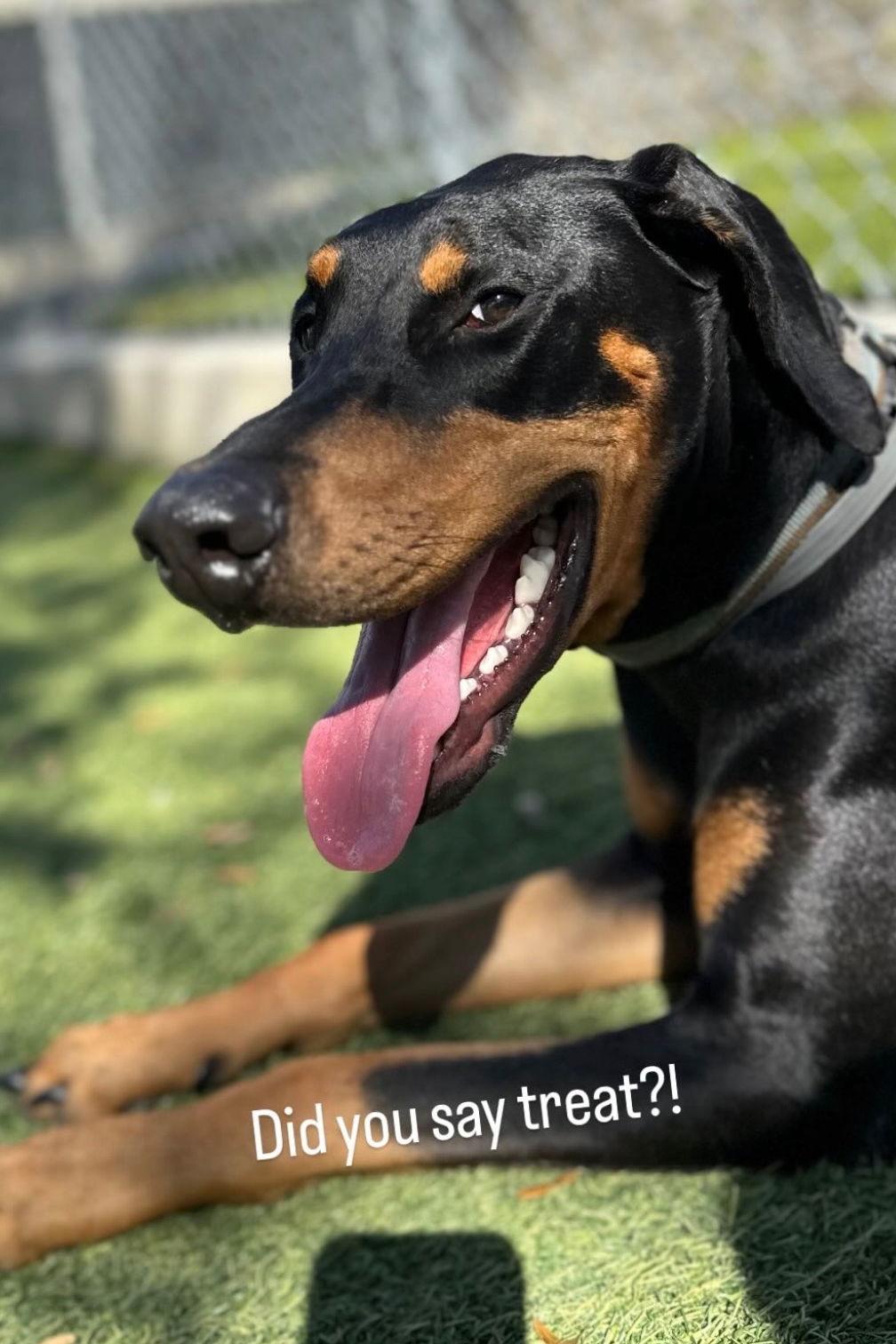 Piper 3493, Adoptable, Young Female Doberman Pinscher.